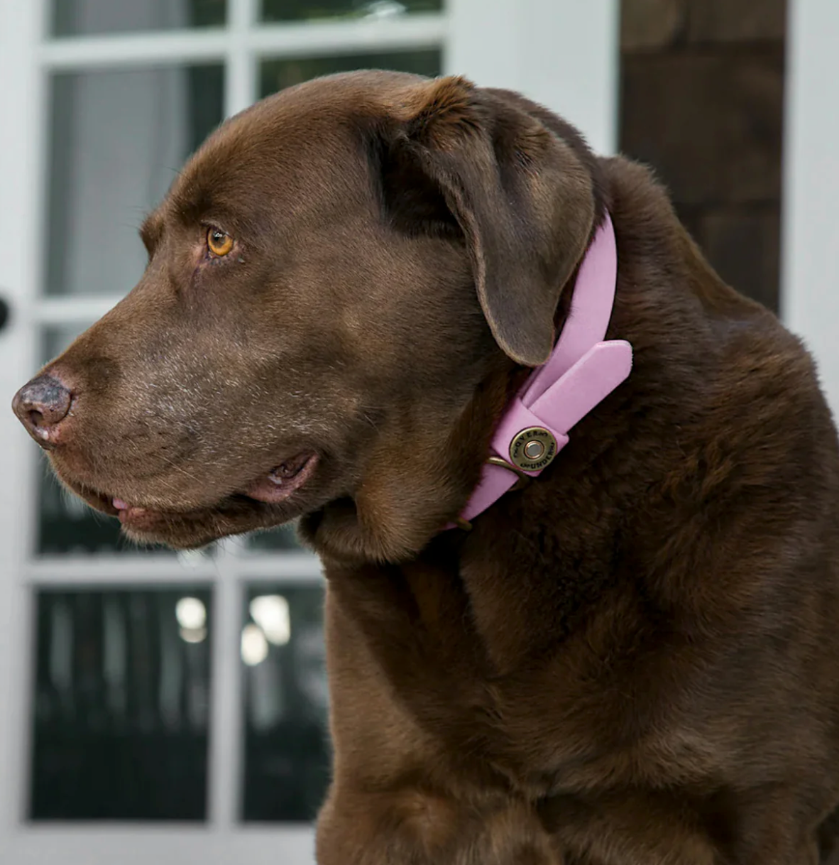 Over Under Water Dog Collar