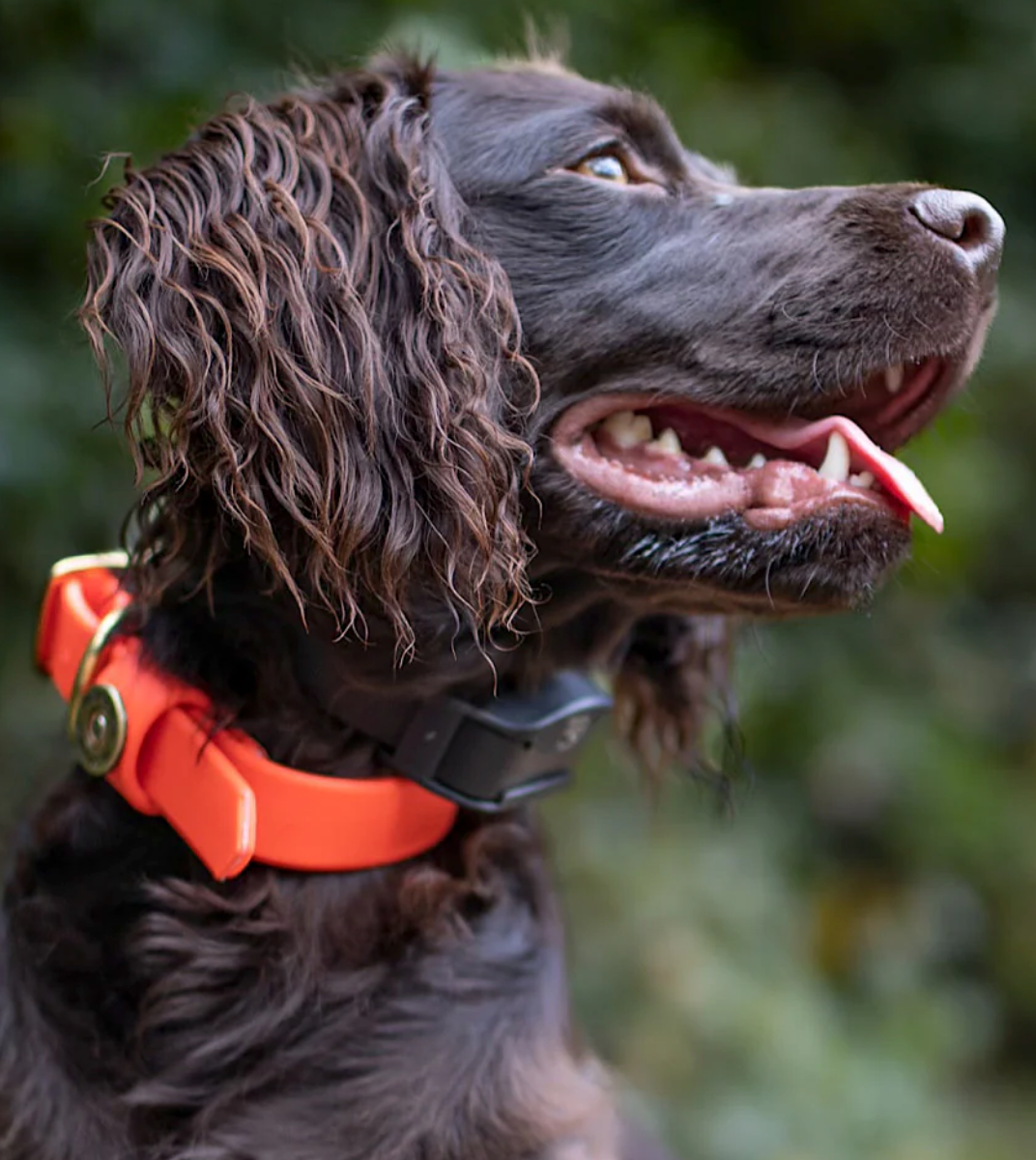 Over Under Water Dog Collar