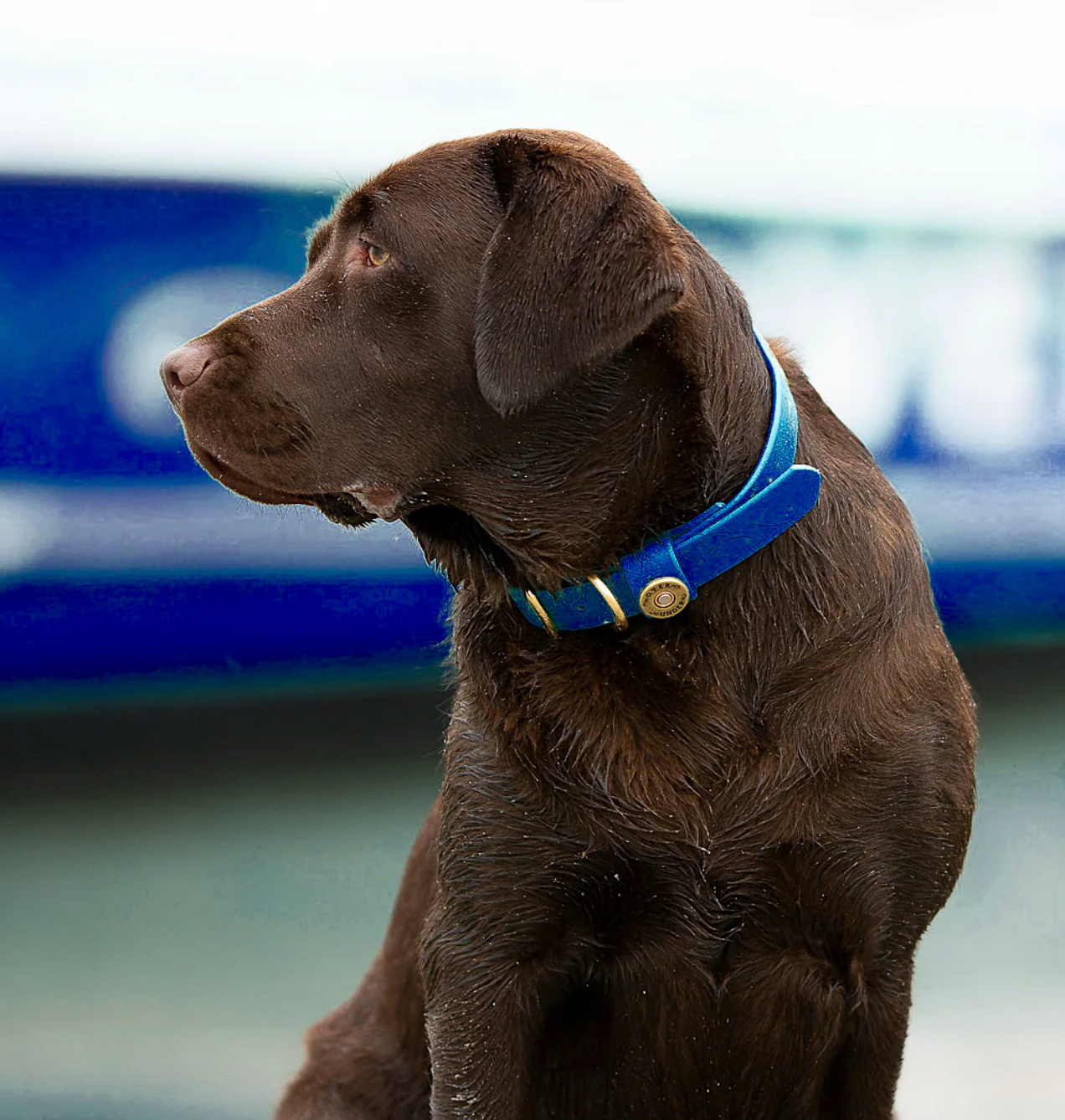 Over Under Water Dog Collar