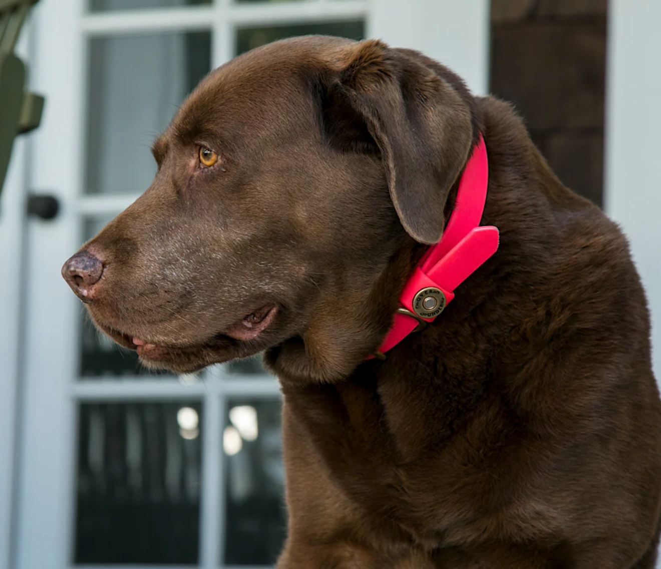 Over Under Water Dog Collar