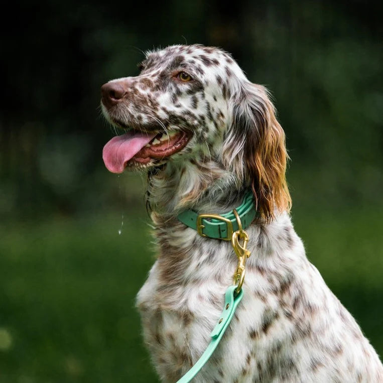 Over Under Water Dog Collar